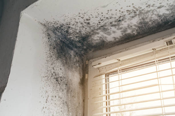 Affordable Basement Mold Removal solutions in Ashburn, VA