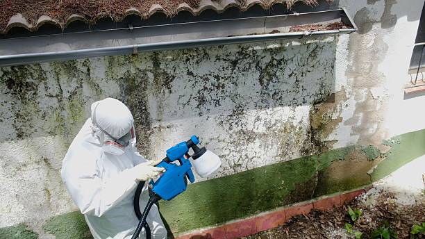 Trusted Attic Mold Removal service in Ashburn, VA - Cheap Mold Removal